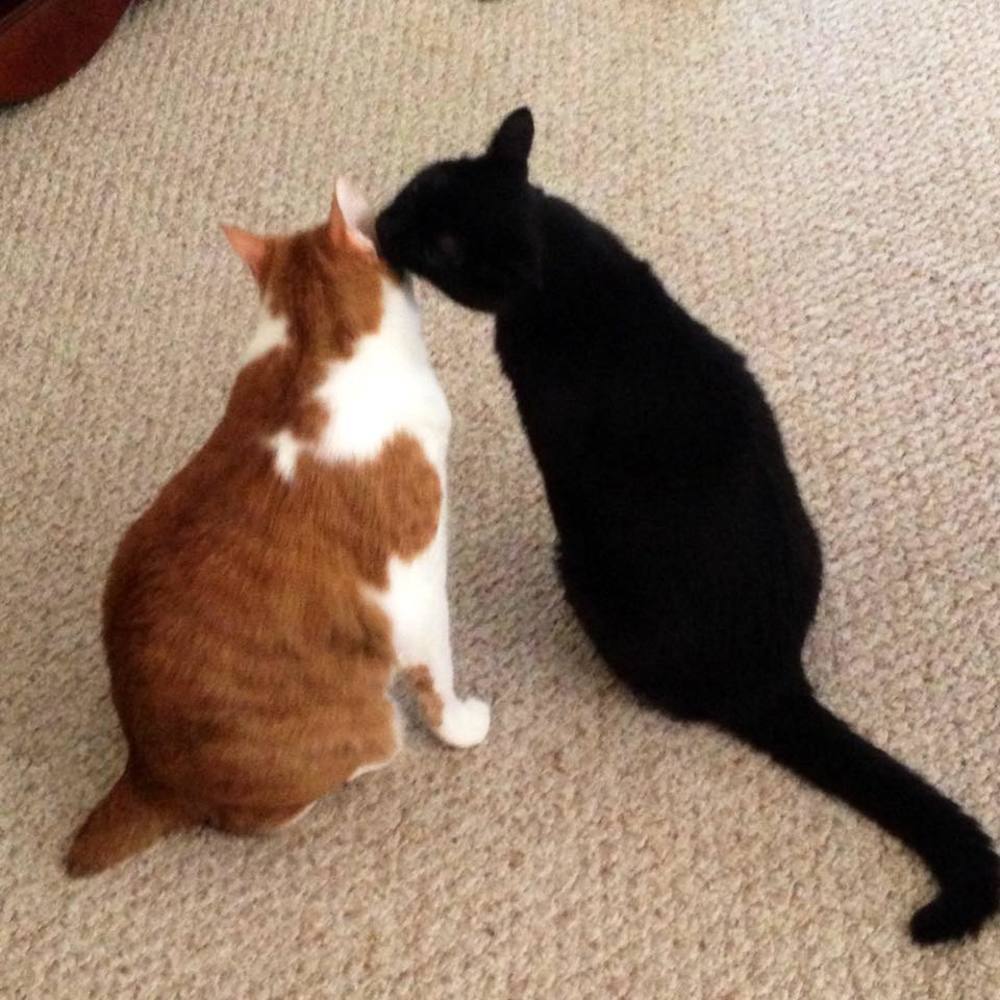 Meet your Posher, Melanie